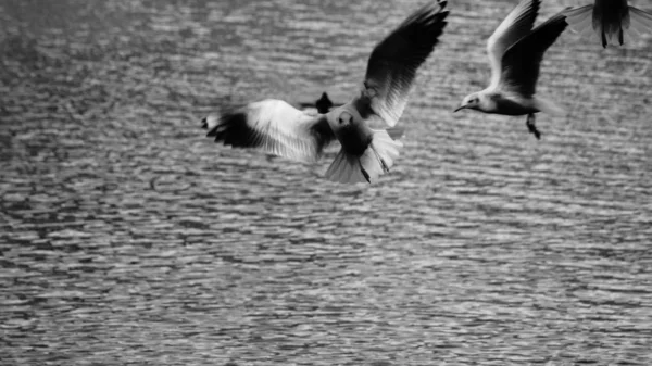 Чорно Біле Фото Зграї Чайок Літають Над Озером — стокове фото