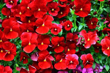 Duvarda bir sürü kırmızı nonoş çiçeği var.