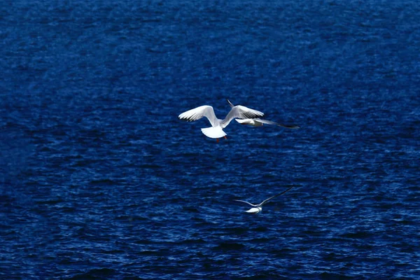 Rückansicht Einer Möwe Die Auf Dem Blauen Meer Fliegt — Stockfoto