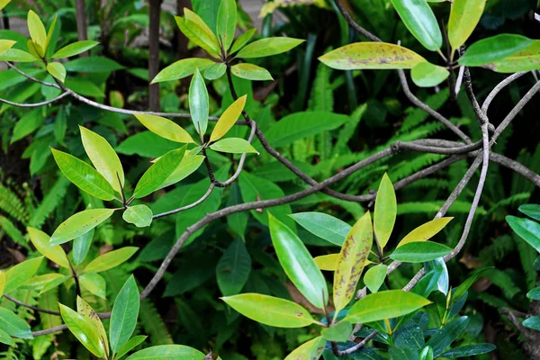 Planta Tropical Sefrera Espalhando Folhas Exuberantes — Fotografia de Stock