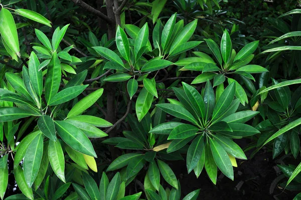 Planta Tropical Sefrera Espalhando Folhas Exuberantes — Fotografia de Stock