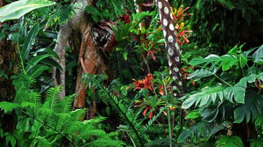 Lush and colorful tropical jungle landscape clipart