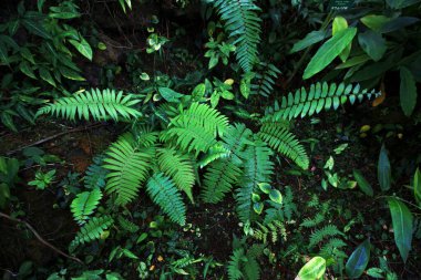 Arka planda yetişen eğreltiotlarına bakarken çekilmiş bir fotoğraf.