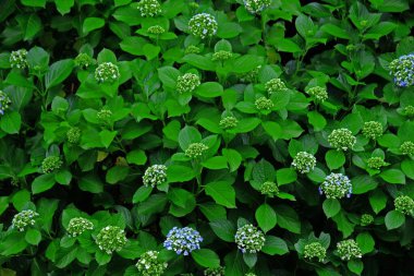 Japonya 'nın Kamakura şehrinde filizlenen ortanca manzarası