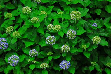 Japonya 'nın Kamakura şehrinde filizlenen ortanca manzarası