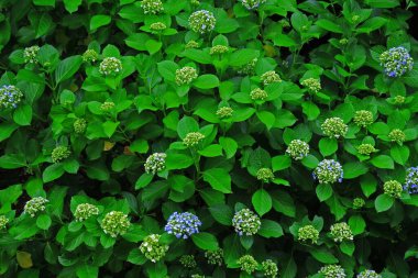Japonya 'nın Kamakura şehrinde filizlenen ortanca manzarası