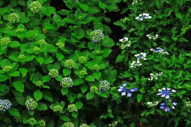 Japonya 'nın Kamakura şehrinde filizlenen ortanca manzarası