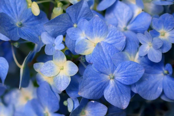 Zblízka Fotografie Hortenzie Květiny Bledou Pomíjivou Světle Modrou — Stock fotografie
