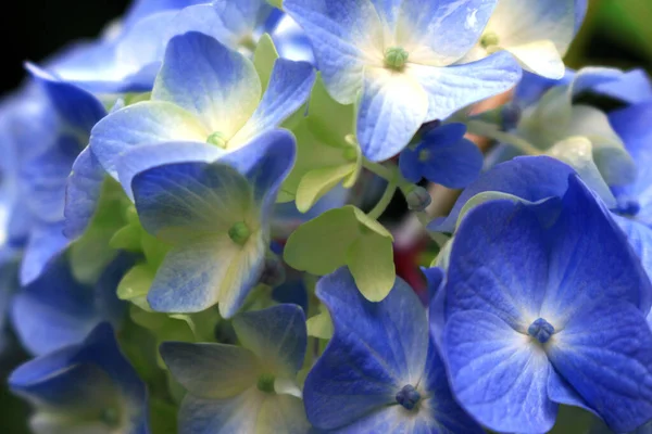 Ortanca Çiçeklerinin Soluk Soluk Mavi Renkli Fotografını Kapat — Stok fotoğraf