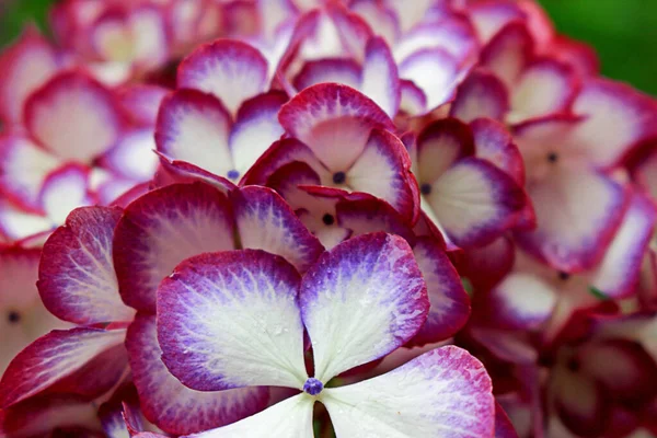 Renkli Kırmızı Mor Ortanca Çiçeğinin Yakın Çekimini Yap — Stok fotoğraf
