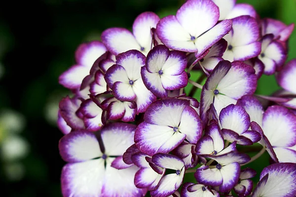 Renkli Mor Ortanca Çiçeğinin Yakın Çekimi — Stok fotoğraf