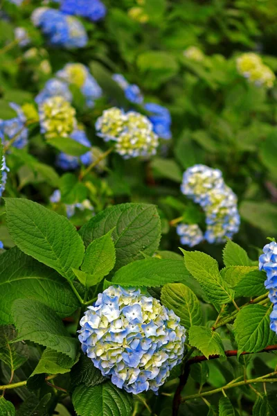 Schöne Hortensie Blüht Frisch Der Klaren Luft Des Morgens Nach — Stockfoto