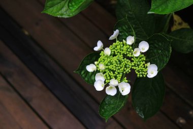 Japonya, Kamakura 'nın sokak köşesinde sessizce açan ortanca çiçekleri.