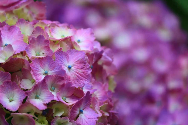 Tutup Foto Penuh Warna Bunga Merah Muda Hidrangea — Stok Foto