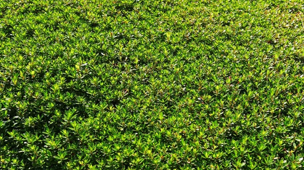 Foto Vicino Foglie Verdi Fresche Arbusto Lussureggiante Alla Luce Del — Foto Stock