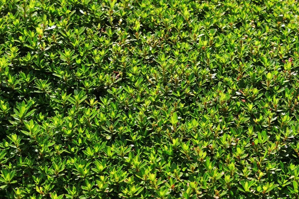 Feche Foto Folhas Verdes Frescas Arbusto Exuberante Início Luz Solar — Fotografia de Stock