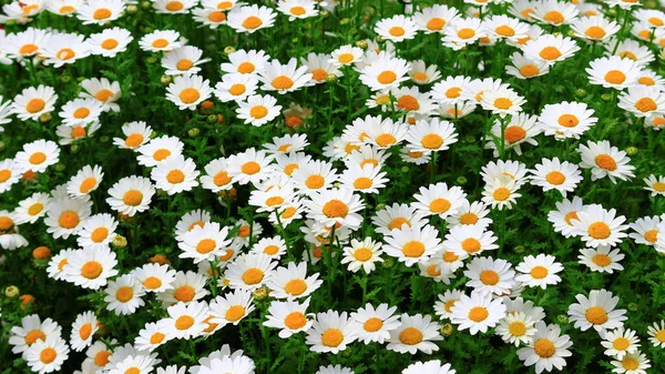 Margrets Blumengarten Mit Vielen Blühenden Blumen — Stockfoto