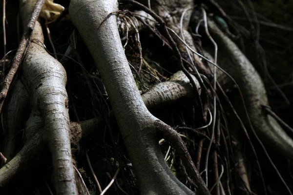 Foto Cerca Las Raíces Gruesas Del Árbol Expuestas Suelo —  Fotos de Stock