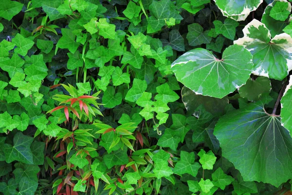 明るい庭に植えられた緑の植生の閉鎖背景材料写真 — ストック写真