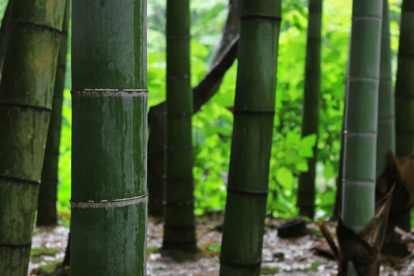 Yağmurdan Sonra Bambu Ormanı Manzarası — Stok fotoğraf