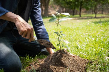 Genç adam çevre kavramını, doğayı, dünyayı, ekolojiyi korumak ve hava kirliliğini azaltmak için bahçeye ağaç dikiyor..