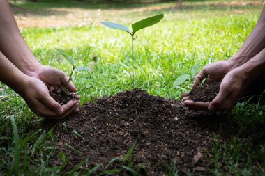 Çevre kavramını, doğayı, dünyayı, ekolojiyi korumak ve hava kirliliğini azaltmak için bahçeye ağaç diken iki genç adam.