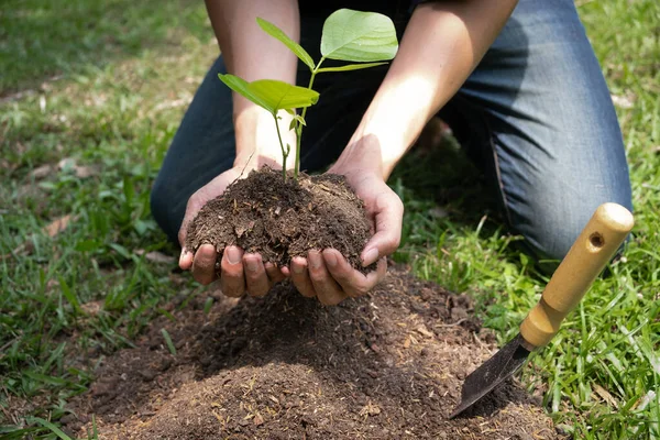 Mladý Muž Který Drží Semenný Strom Zahradě Aby Chránil Životní — Stock fotografie