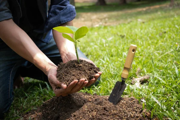 Jovem Segurando Árvore Semeadura Para Plantar Jardim Para Preservar Conceito — Fotografia de Stock