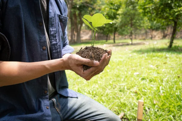 Jovem Segurando Árvore Semeadura Para Plantar Jardim Para Preservar Conceito — Fotografia de Stock