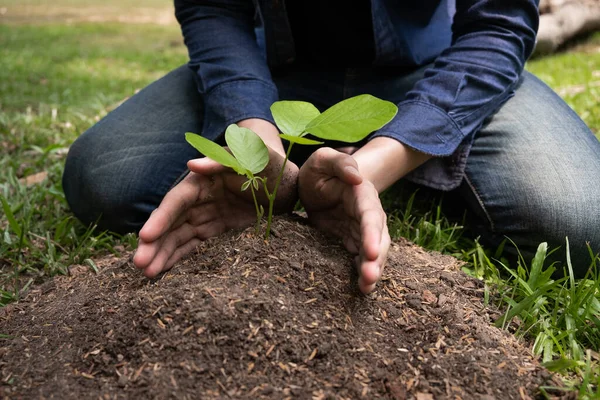 Joven Está Plantando Árbol Jardín Para Preservar Concepto Medio Ambiente —  Fotos de Stock