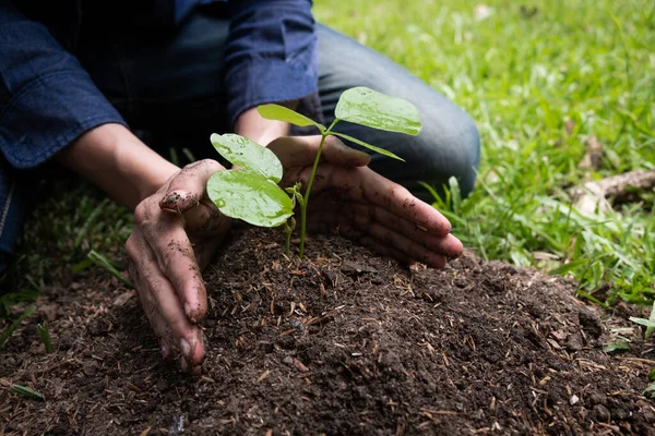 Young Man Planting Tree Garden Preserve Environment Concept Nature World — Stock Photo, Image