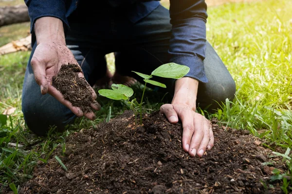 Jeune Homme Plante Arbre Dans Jardin Pour Préserver Concept Environnement — Photo