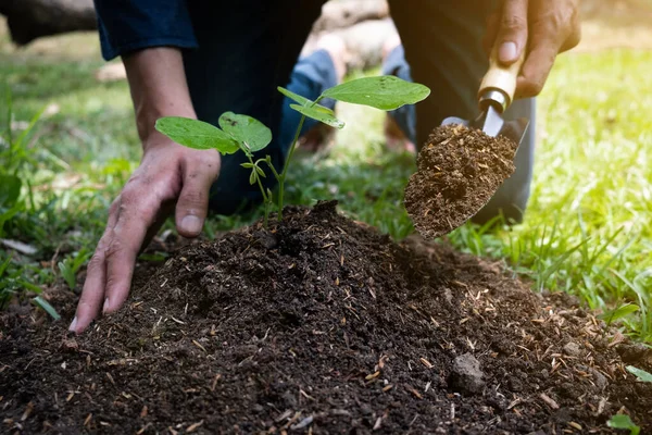 Joven Está Plantando Árbol Jardín Para Preservar Concepto Medio Ambiente — Foto de Stock