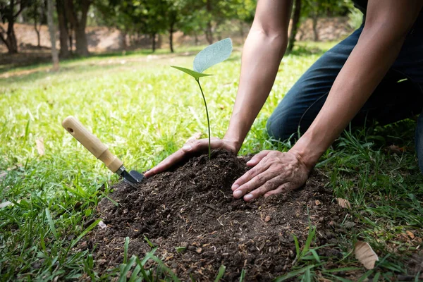 Jeune Homme Plante Arbre Dans Jardin Pour Préserver Concept Environnement — Photo