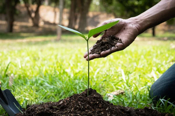 Joven Está Plantando Árbol Jardín Para Preservar Concepto Medio Ambiente —  Fotos de Stock