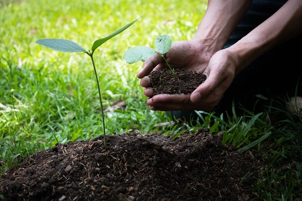 Joven Está Plantando Árbol Jardín Para Preservar Concepto Medio Ambiente — Foto de Stock