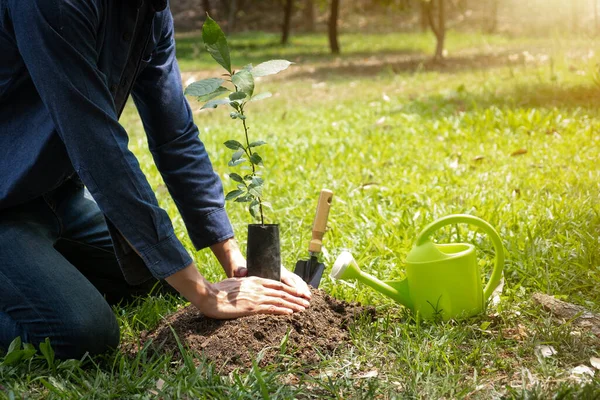 Joven Está Plantando Árbol Jardín Para Preservar Concepto Medio Ambiente Imagen De Stock