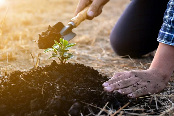 Joven Está Plantando Árbol Jardín Para Preservar Concepto Medio Ambiente — Foto de Stock