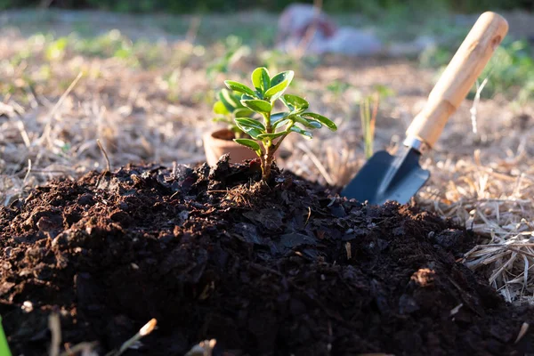 Árbol Jadeando Para Proteger Medio Ambiente — Foto de Stock