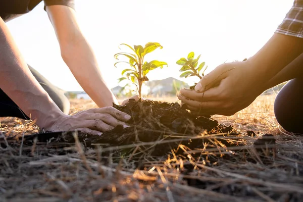 Due Giovani Uomini Piantare Albero Giardino Preservare Concetto Ambiente Natura — Foto Stock