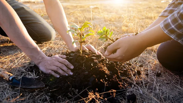 Dos Jóvenes Plantando Árboles Jardín Para Preservar Concepto Medio Ambiente — Foto de Stock