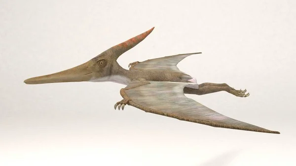 De Pteranodon - dinosaurus — Stockfoto