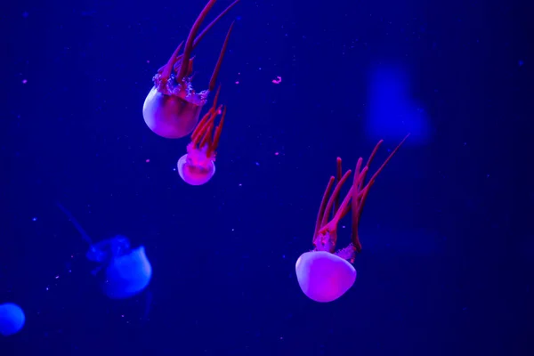 Jellyfish Swim Aquarium Beautiful Jellyfish Jellyfish Neon Light Underwater Life — Stock Photo, Image