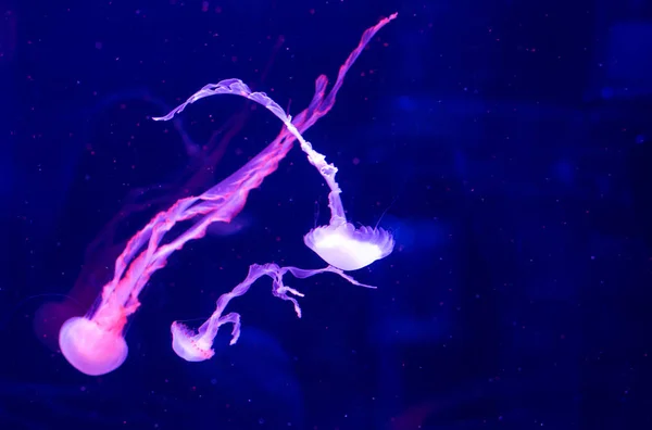 Las Medusas Nadan Acuario Hermosas Medusas Medusas Una Luz Neón — Foto de Stock