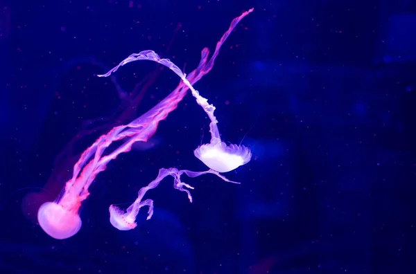 Jellyfish Swim Aquarium Beautiful Jellyfish Jellyfish Neon Light Underwater Life — Stock Photo, Image