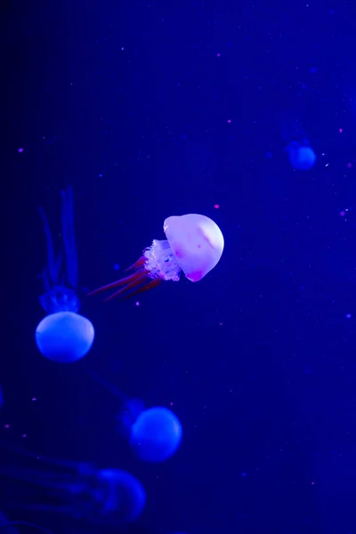 Medusas Nadam Aquário Lindas Medusas Medusas Numa Luz Néon Vida — Fotografia de Stock