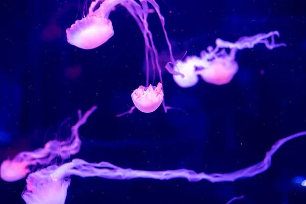 Meduzy Pływają Akwarium Piękna Meduza Meduza Neonowym Świetle Podwodne Życie — Zdjęcie stockowe