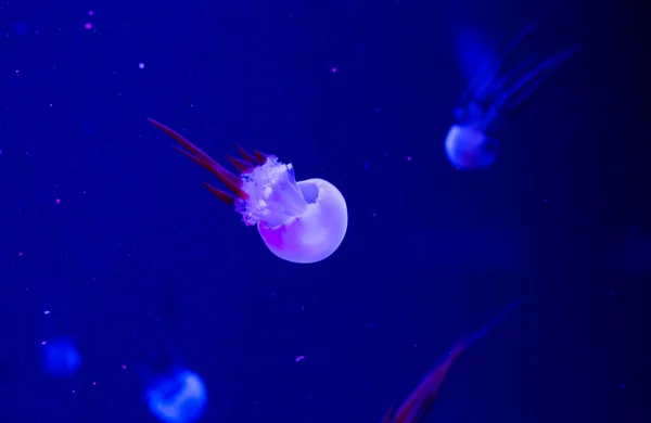 Quallen Schwimmen Aquarium Schöne Quallen Quallen Neonlicht Unterwasserleben Meer Der — Stockfoto