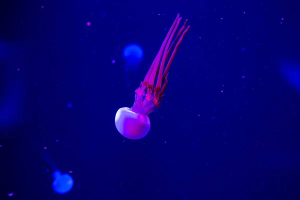 クラゲが水族館で泳いでいます 美しいクラゲネオンライトでクラゲ クラゲの海での水中生活 — ストック写真