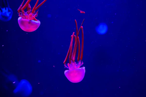 Jellyfish Swim Aquarium Beautiful Jellyfish Jellyfish Neon Light Underwater Life — Stock Photo, Image